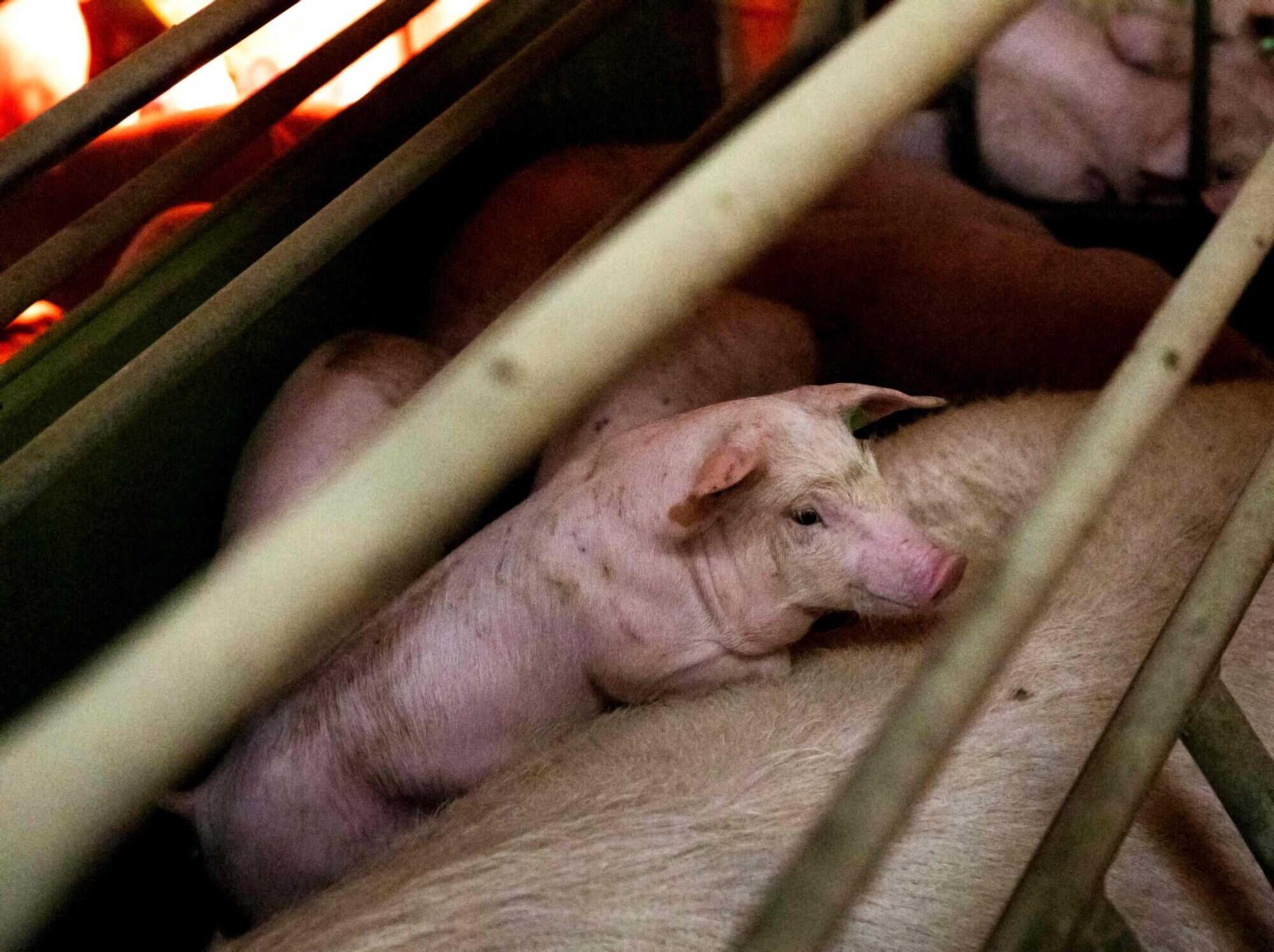 ĀCM apkarošanas zaudējumu kompensācijai “Vaiņodes bekonam” plāno piešķirt 2,105 miljonus eiro