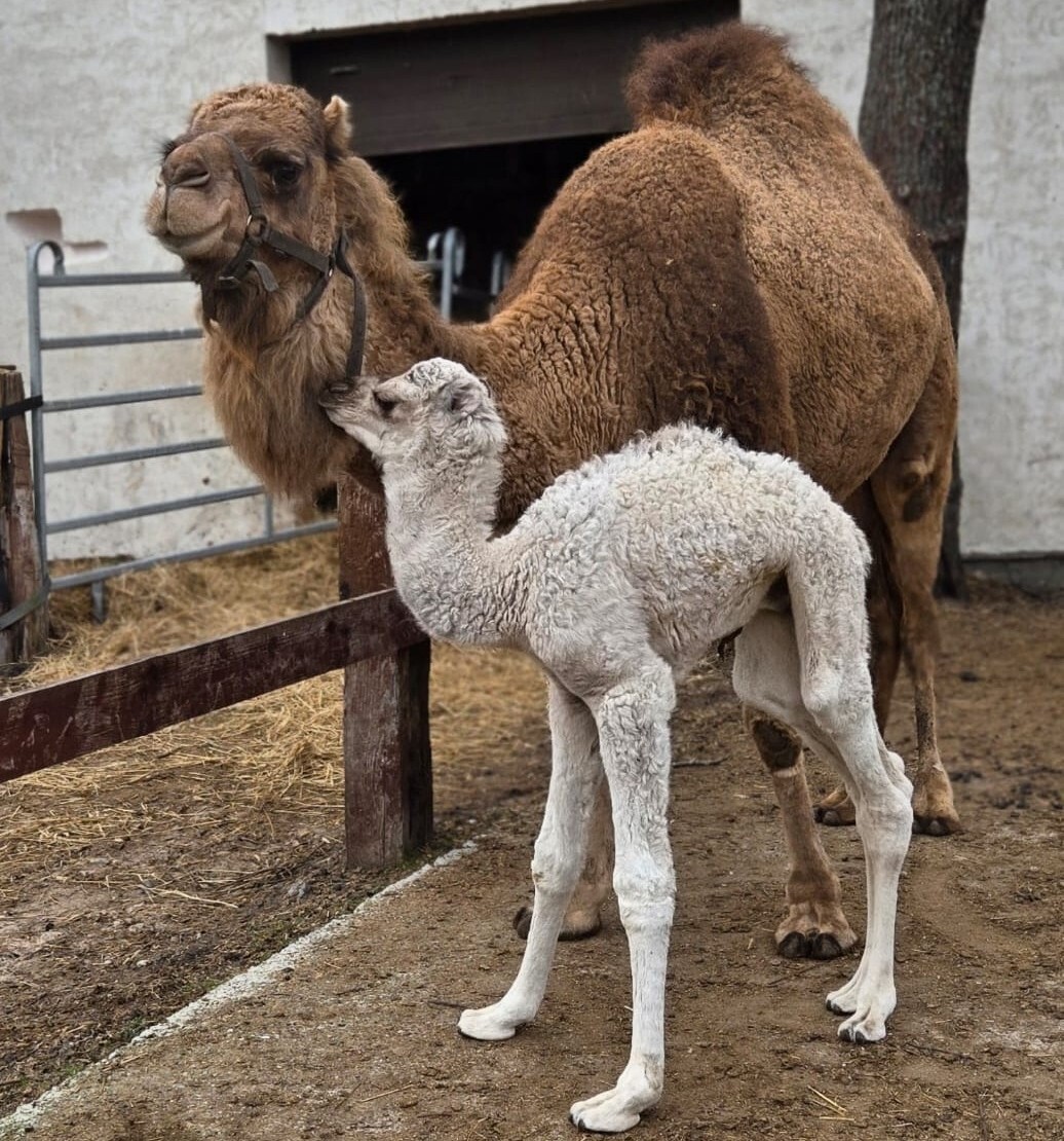 Balts brīnums Pūpolsvētdienā: mini zoodārzā “Atomi” piedzimst ilgi gaidīts kamielēns