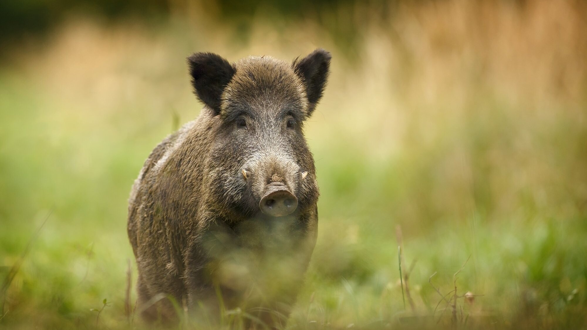 Āfrikas cūku mēris pagājušajā nedēļā konstatēts 20 mežacūkām