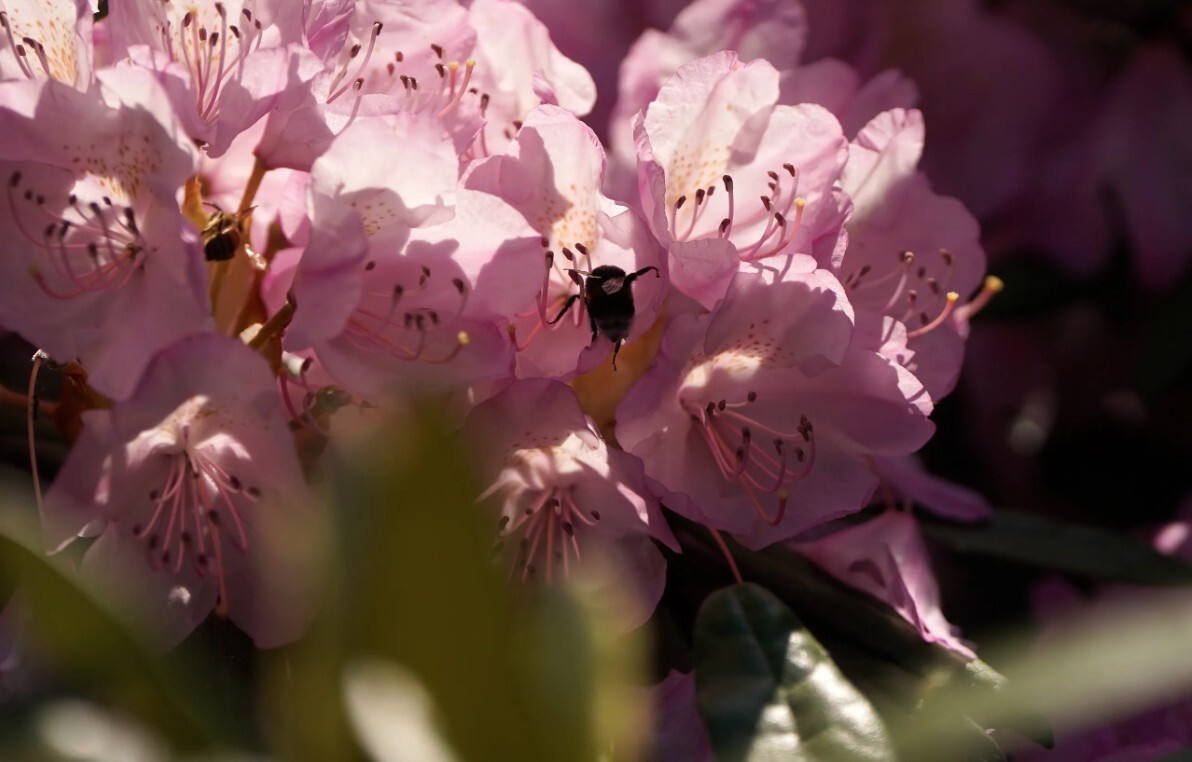 LU Botāniskajā dārzā sākuši ziedēt rododendri