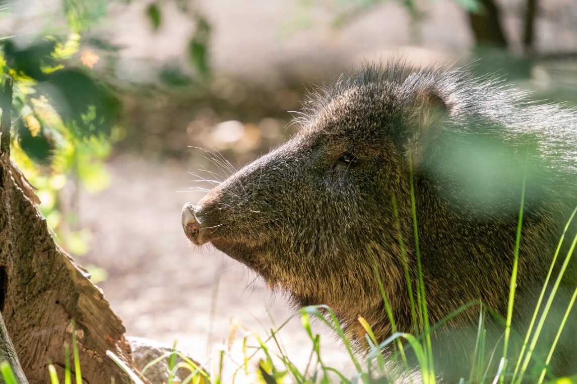 Āfrikas cūku mēris pagājušajā nedēļā konstatēts septiņām mežacūkām