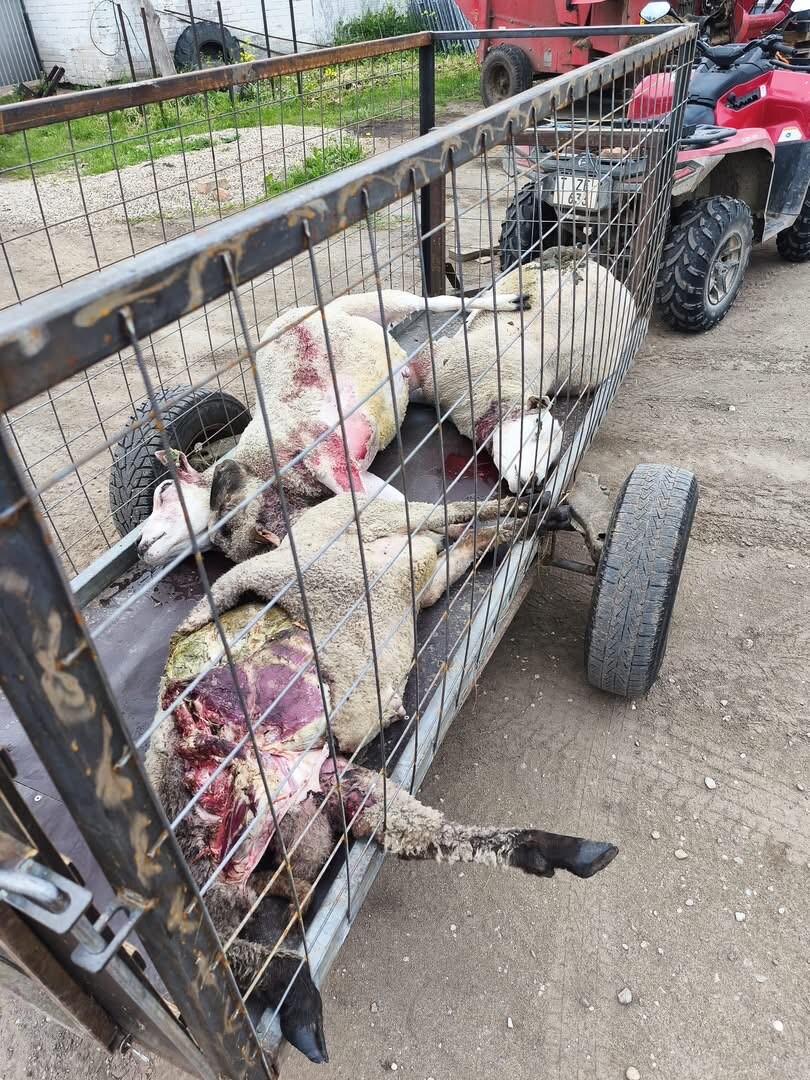 Latgale: Izvaltas zemniekam vilki posta ganāmpulku