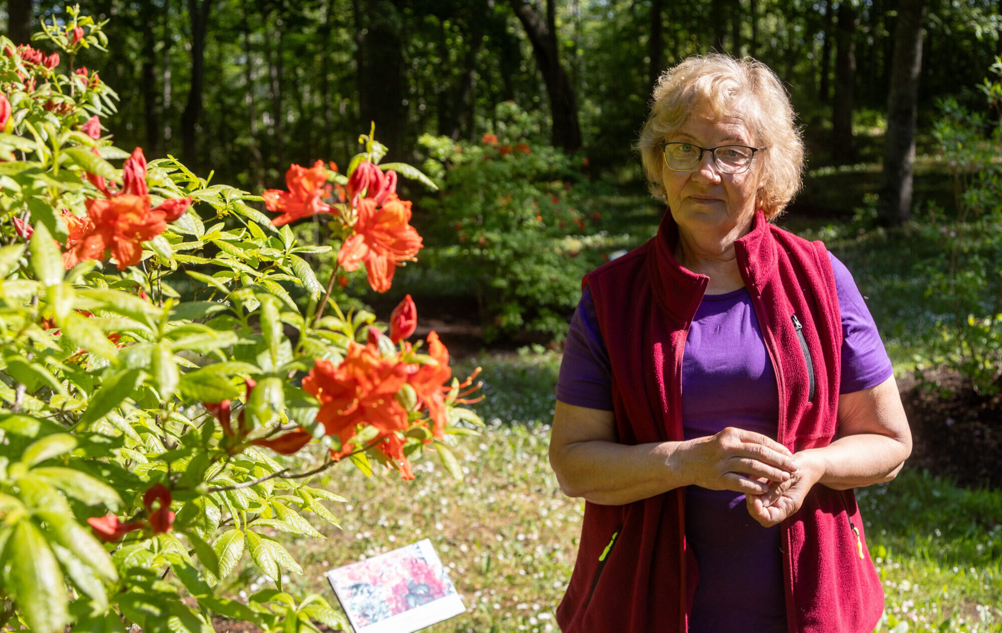 Foto: Pēc bargās ziemas Cīravas rododendri atkopjas lēnām