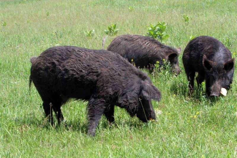 Āfrikas cūku mēris pagājušajā nedēļā konstatēts desmit mežacūkām