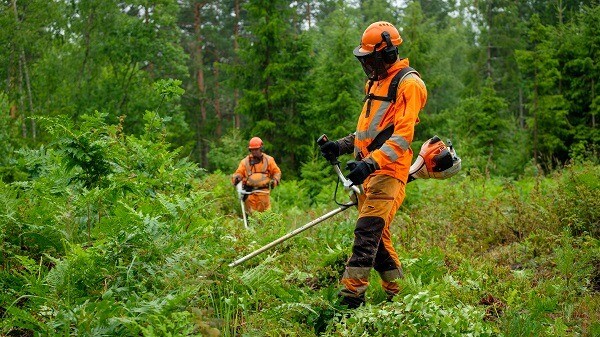 LVM izsludina konkursu stigu tīrīšanai un apauguma novākšanai