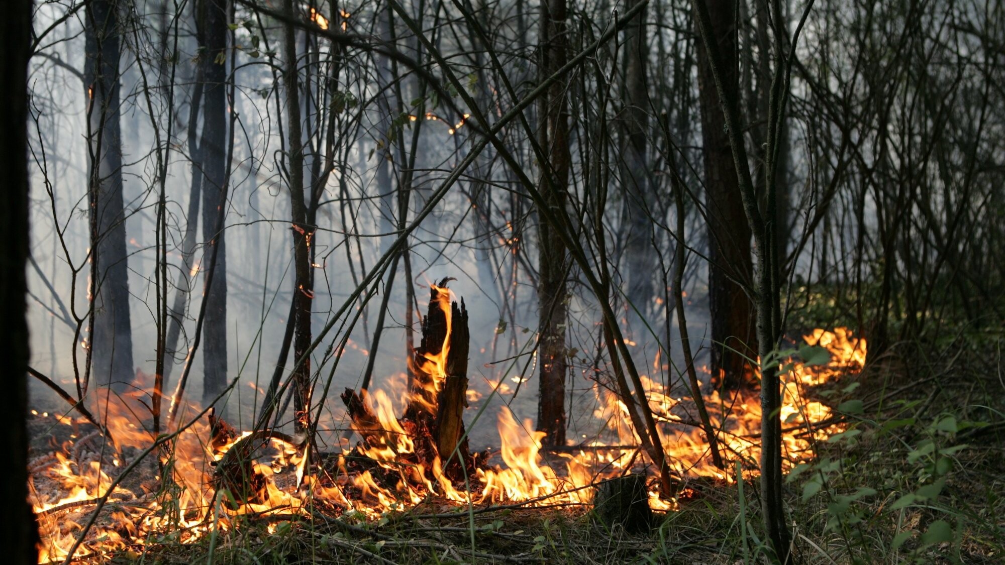Sakas pagastā degusi meža zemsedze