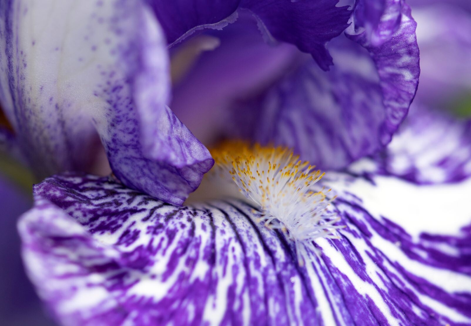 Liepājas Latviešu biedrības nams aicina uz īrisu ziedu izstādi
