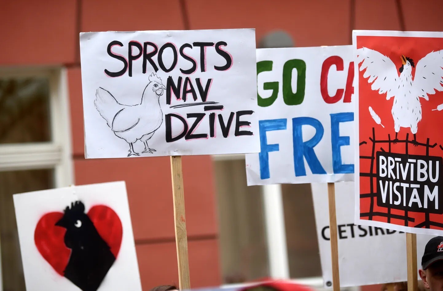Saeima noraida piedāvājumu aizliegt dējējvistu turēšanu sprostos