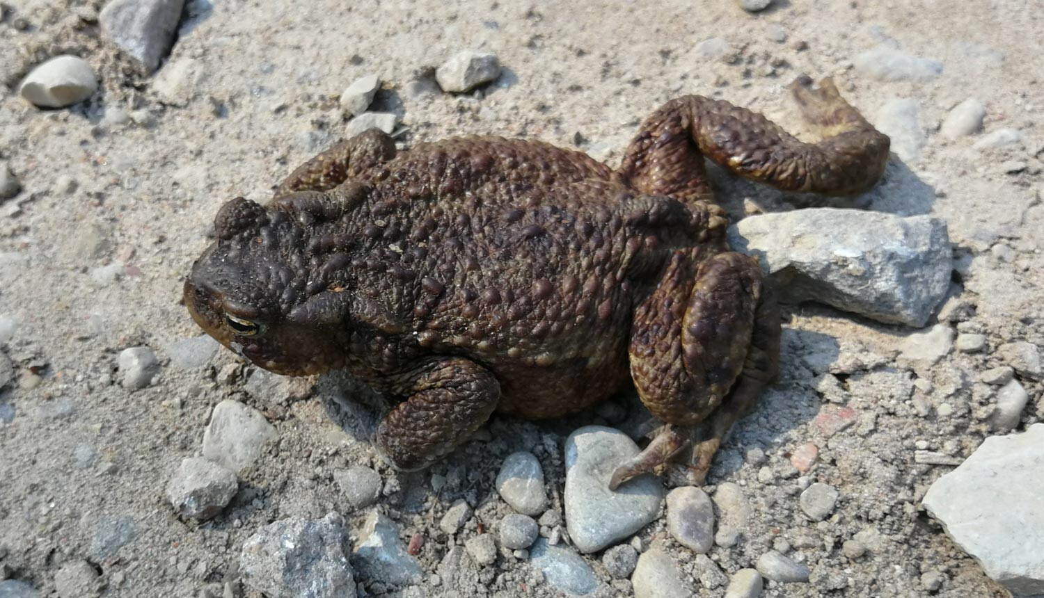 “Novadi zaļo”: Pie darba ķersies prinču glābējbrigādes