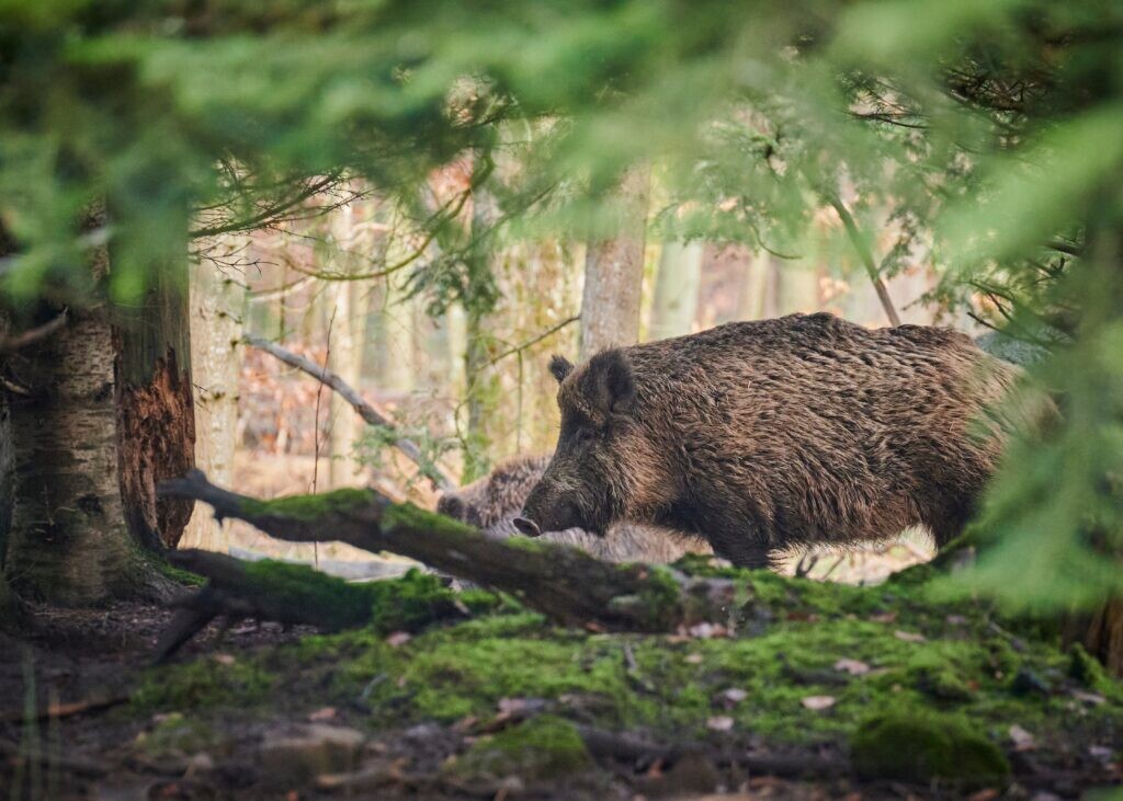 Āfrikas cūku mēris pagājušajā nedēļā konstatēts 13 mežacūkām