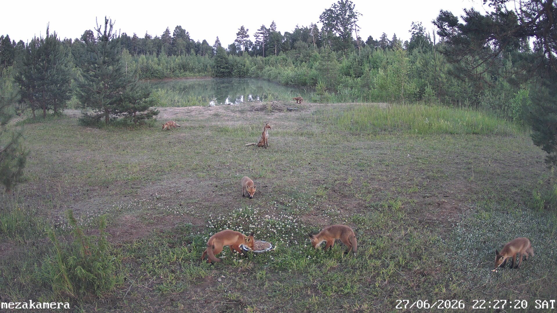 Foto un video: Lapsas, āpši un pat alnis: Evijas “meža bļoda” atklāj pārsteidzošu dzīvnieku pasauli
