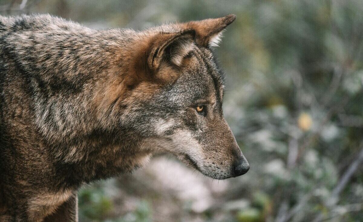 Sākas vilku, zeltaino šakāļu un staltbriežu medību sezona