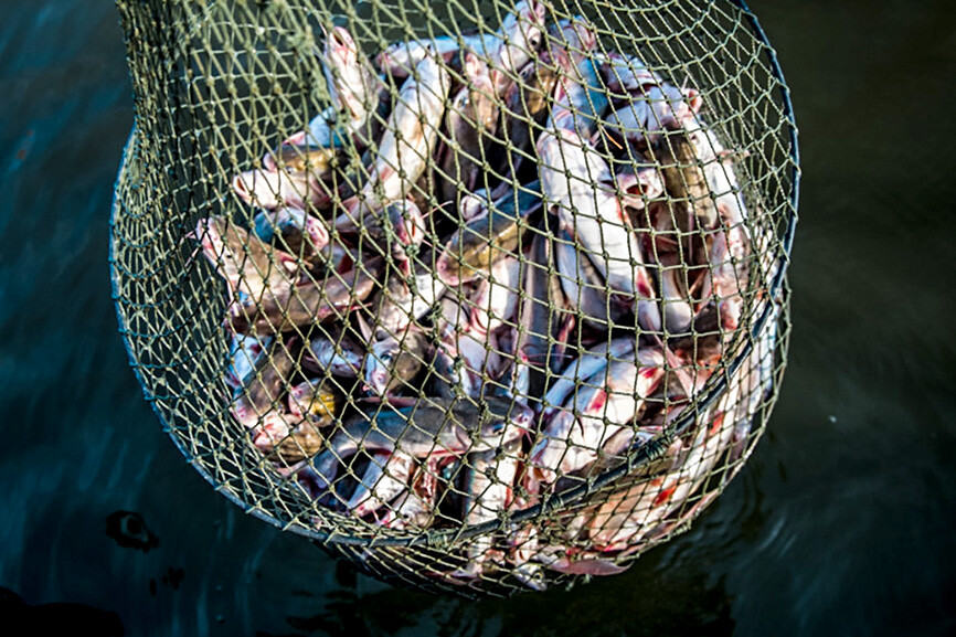 Vidzeme: Raiskuma un Nedža ezerā – pētnieciskā zveja