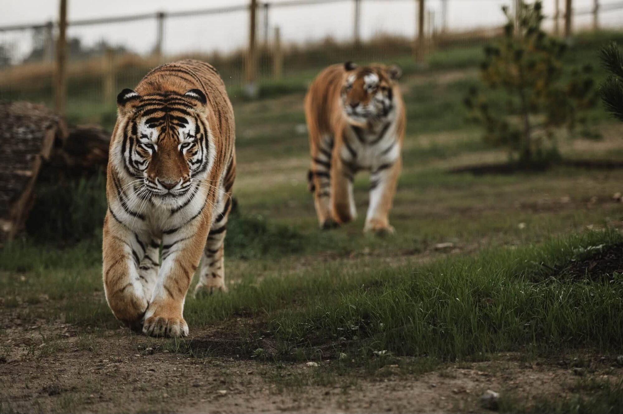 Vidzeme: Siguldas zoodārzā atklāta tīģeru māja