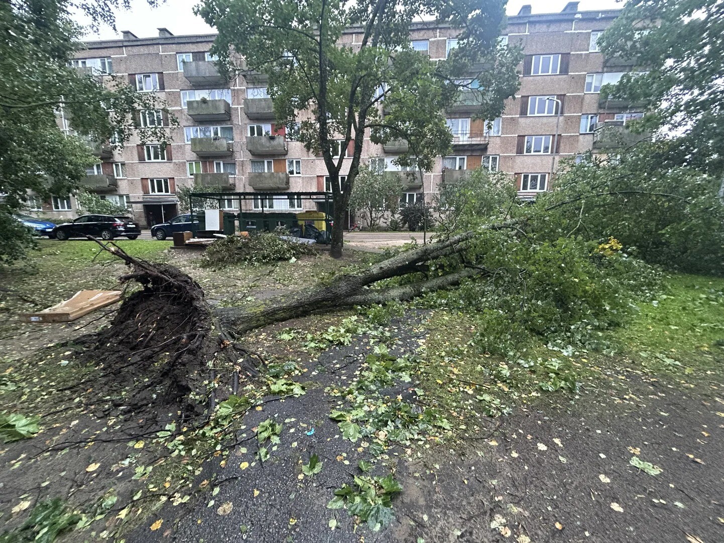Ventspilī vējš nolauzis ap 30 koku, taču situācija kopumā laba