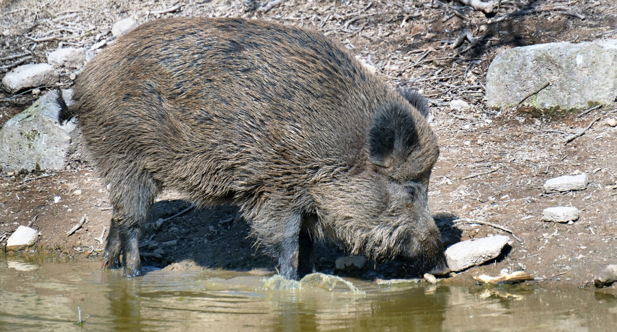 Āfrikas cūku mēris pagājušajā nedēļā konstatēts 11 mežacūkām