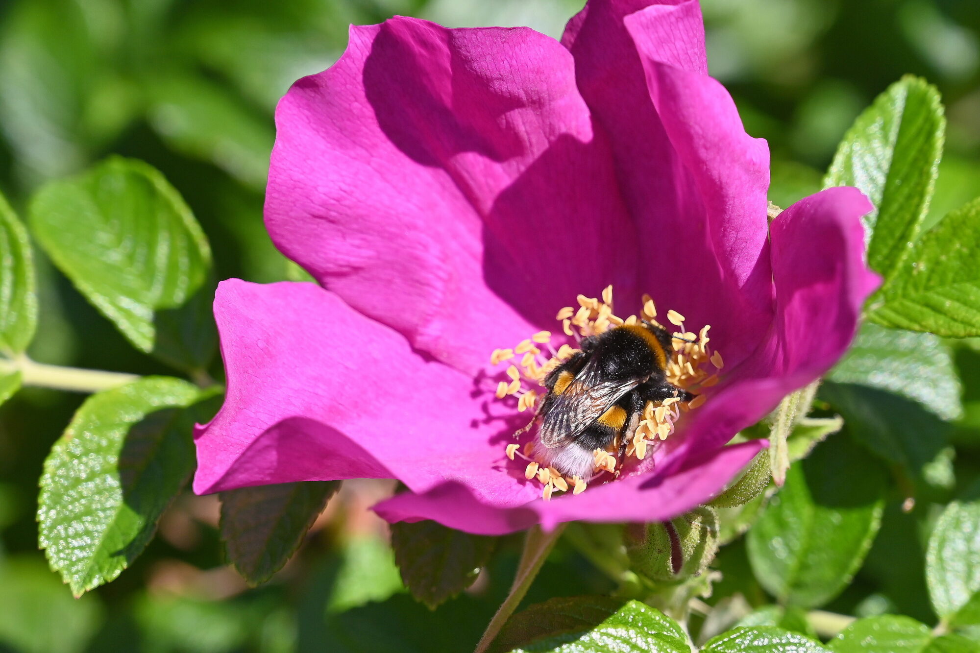 Sestdiena būs nedēļas siltākā diena