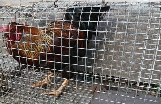 T. Breikša ielas klejotājs atradis dāmas: Liepājas patversme parūpējusies par gaili un meklē atbildes, kā tas nokļuva uz ielas