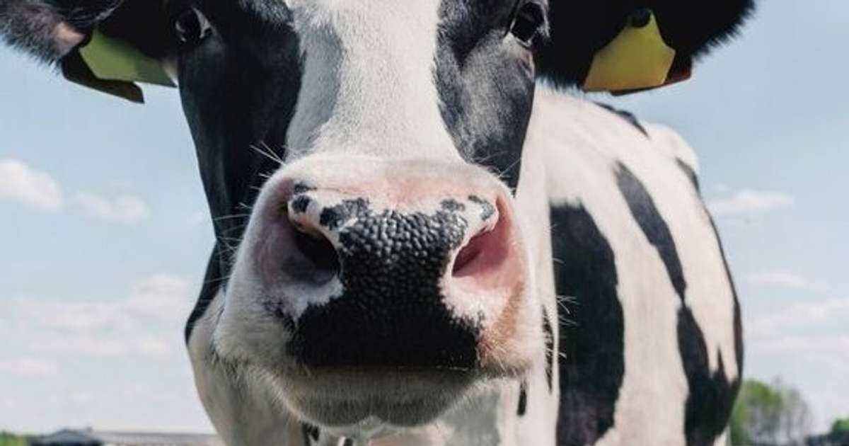 Liellopu gaļas iepirkuma cena jūnijā samazinājusies par 3,6%
