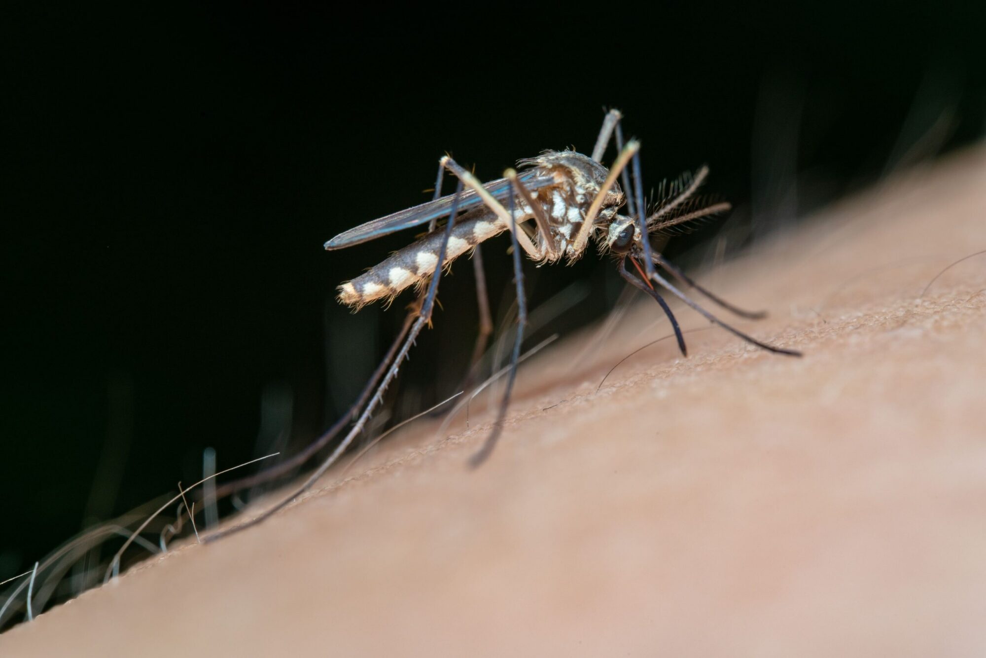 Pēc inficēšanās no lidmašīnā atvesta malārijas oda Vācijā miruši divi lidostas darbinieki