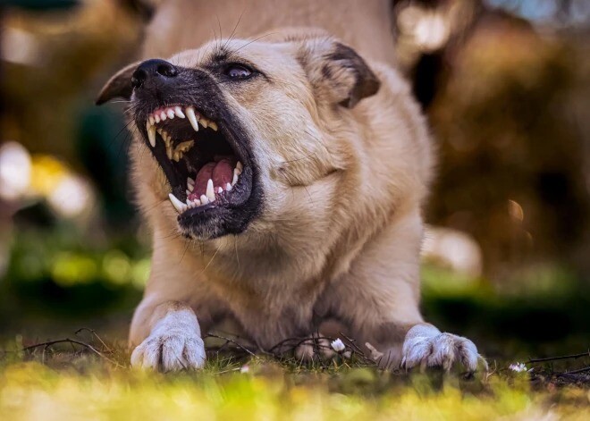 Veterinārārste: Carnikavas gadījumā suņus būtu bijis lietderīgi izņemt uzreiz