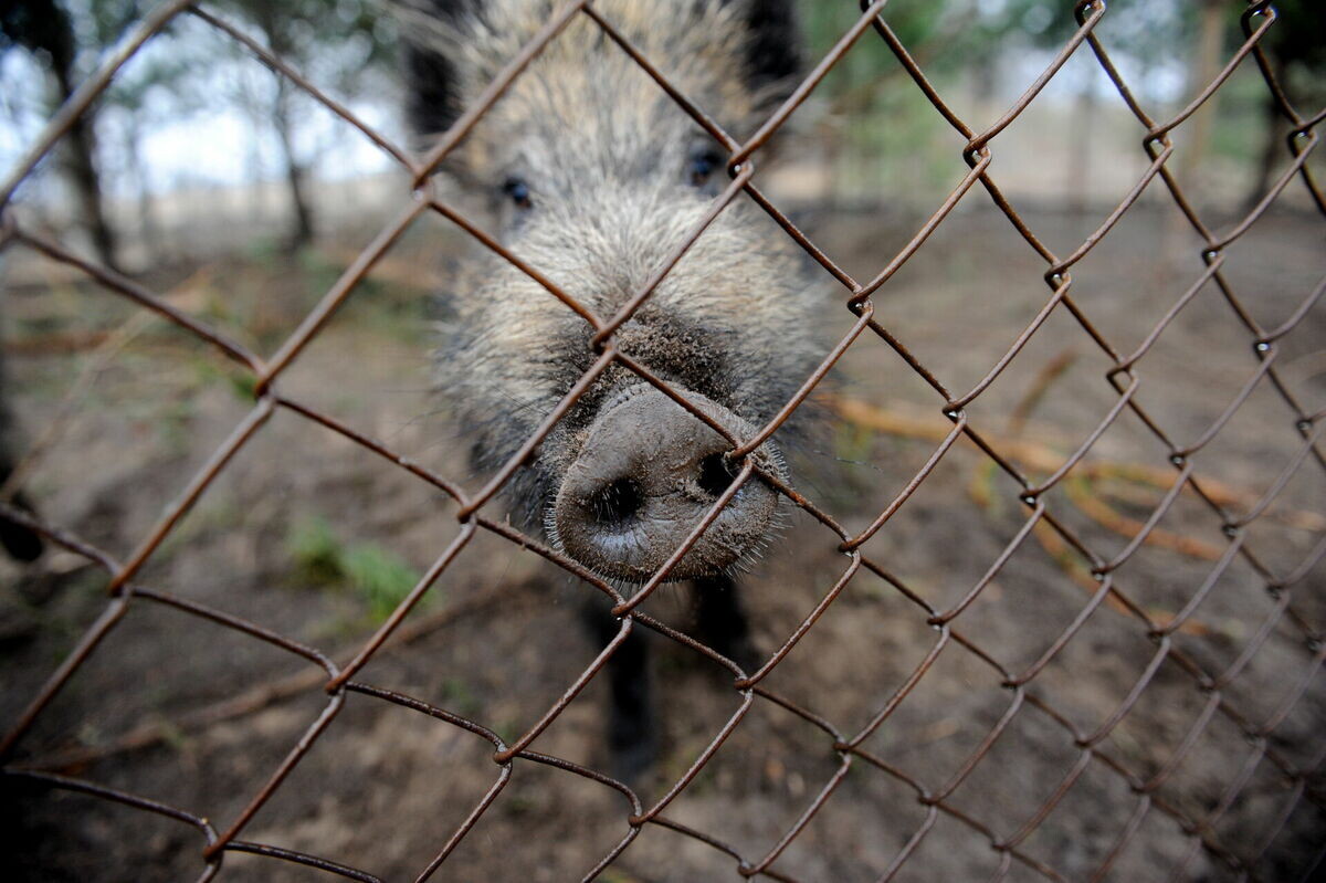 Āfrikas cūku mēris pagājušajā nedēļā konstatēts 24 mežacūkām