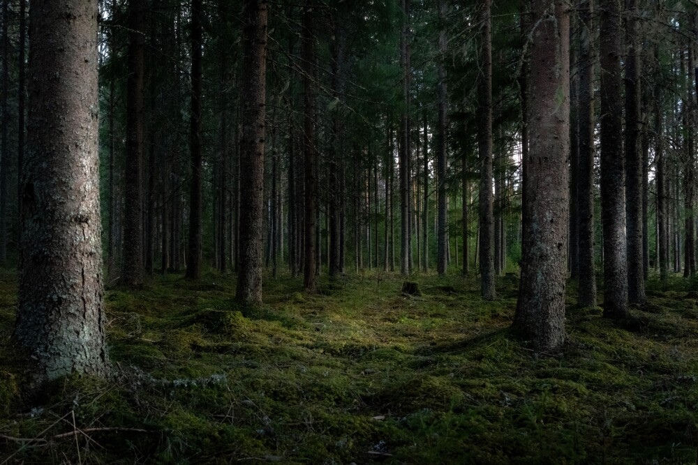 No Otaņķu mežiem izved apmaldījušos cilvēku