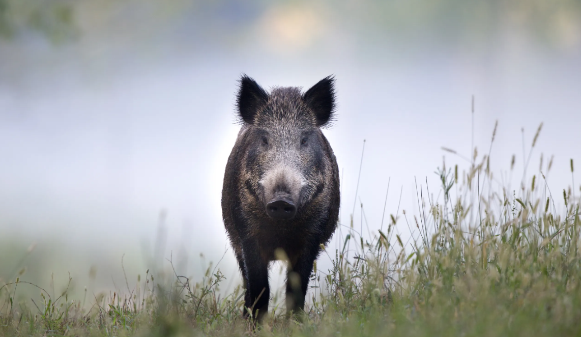 Āfrikas cūku mēris pagājušajā nedēļā konstatēts četrām mežacūkām Dienvidkurzemes novadā
