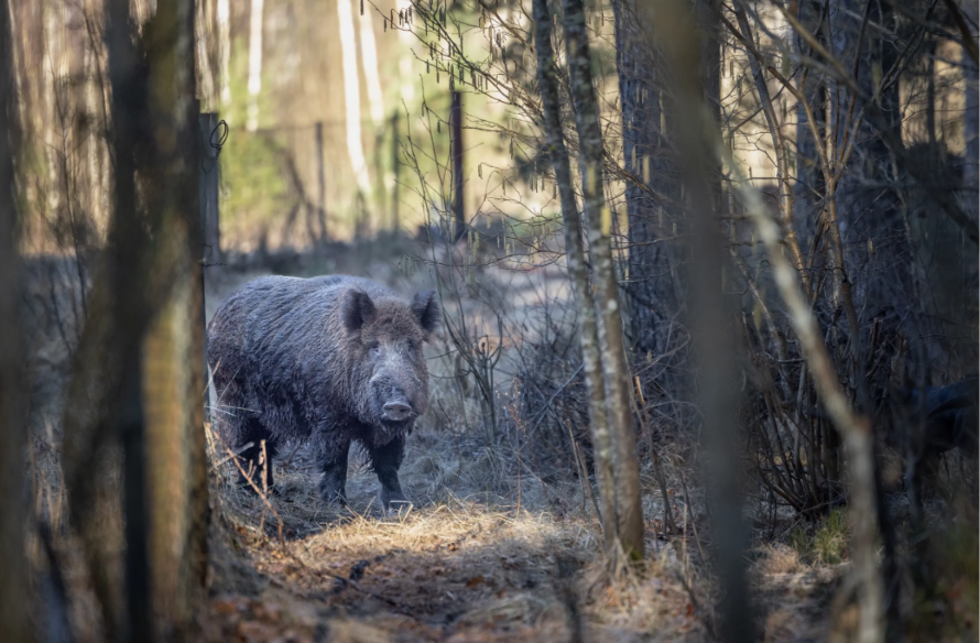 Āfrikas cūku mēris pagājušajā nedēļā konstatēts 10 mežacūkām