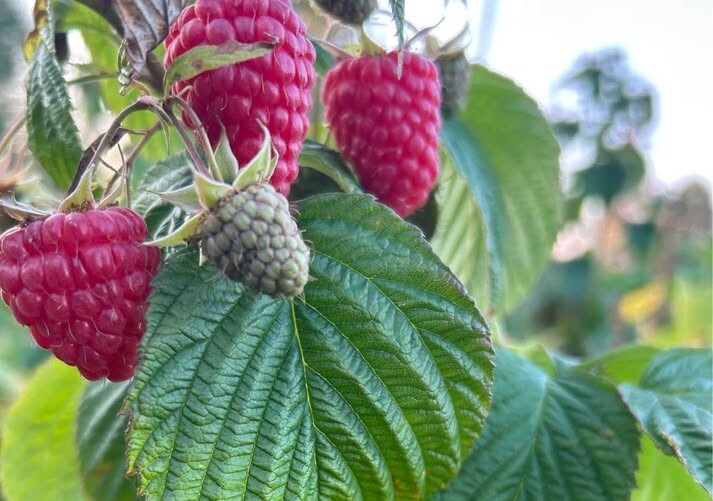 Receptes: Vitamīnu bumba līdz pat salnām. Aizputniece Inga Grasmane dalās rudens aveņu un ābolu ievārījuma receptē