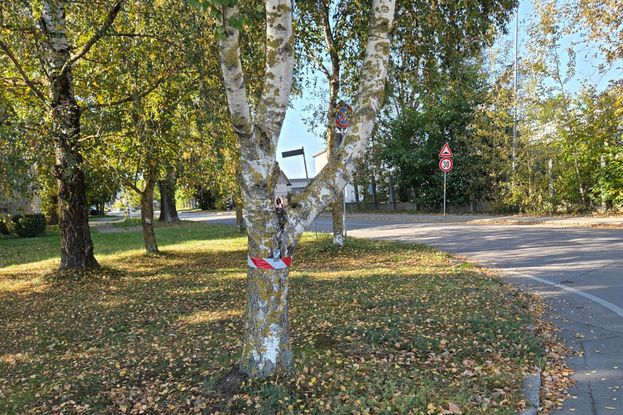 Liepājā jauna aizsargdamja būvēšanai plāno nocirst kokus Amatas ielā
