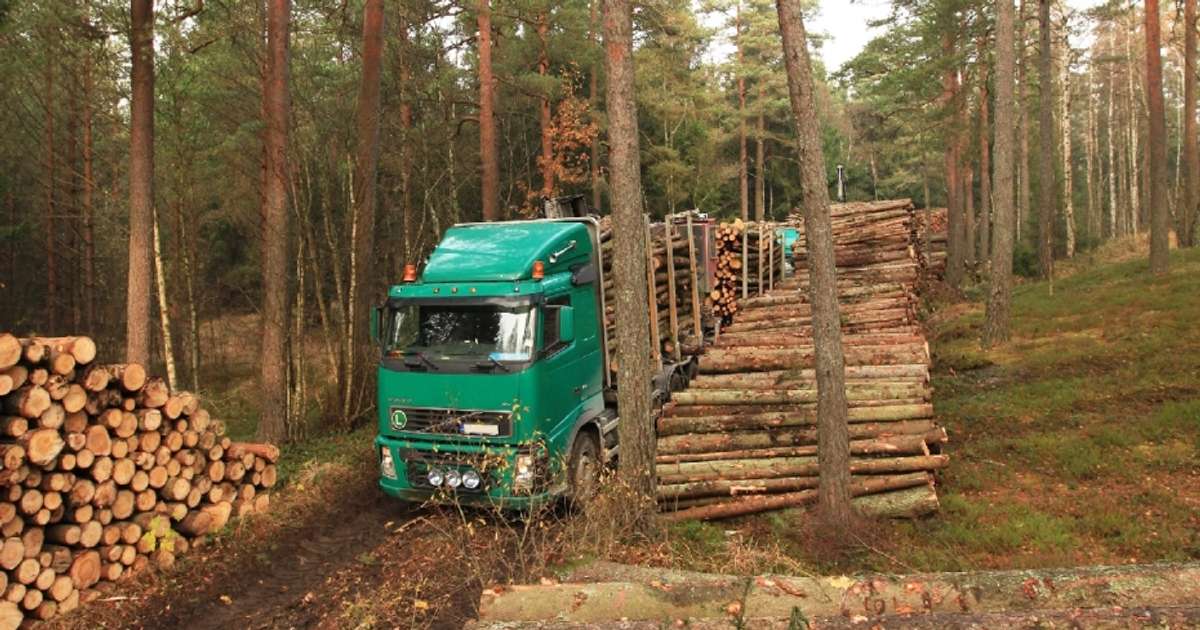 “Laskana Annual Report 2021: Increase in Turnover Explained by Wood Prices”