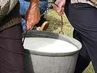 Ražotājiem beidzot atļauj tirgot svaigu, nepasterizētu pienu