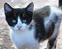 Oktobrī sāksies kaķu ierobežošanas akcija “Noķer – sterilizē – atlaiž”