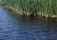 Apstiprināts Liepājas ezera dabas aizsardzības plāns