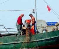 Piekrastes zvejnieki ceļ pirmos lielos reņģu lomus