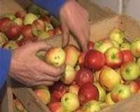 Vētra palīdzējusi novākt ābolu ražu