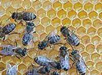 Apspriedīs biškopju lietas