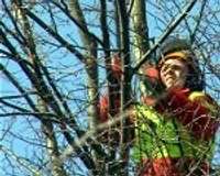 Arboristi iebilst pret dzīvu koku pārvēršanu stabos