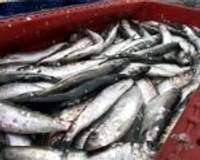 Tirdzniecības kanāla malā atkal var nopirkt svaigas zivis