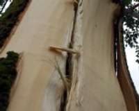 Zibens ievainotais koks nozāģēts