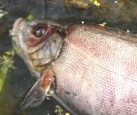 Kazdangā dīķī, iespējams, labības lauku miglošanas dēļ iet bojā zivis