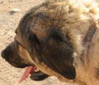 Dzīvnieku patversmē ievieto suni ar asiņojošām brūcēm kaklā