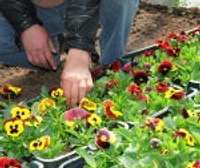 Gadatirgos pieprasa tomātus un puķes
