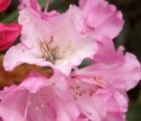 Cīravā notiek rododendru dārza svētki