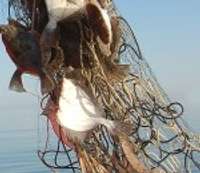 Maluzvejnieku apetīte liekas neremdināma