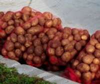 Dalīs kartupeļus arī maznodrošinātajiem liepājniekiem