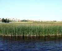 Liepājas ezerā trešā lielākā niedru audze Latvijā