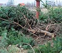 Vides aktīvisti satraukušies par koku izciršanu iecerētās koksa ražotnes būvniecības vietā