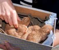 Izglābj no nāves četrus rudus kaķēnus